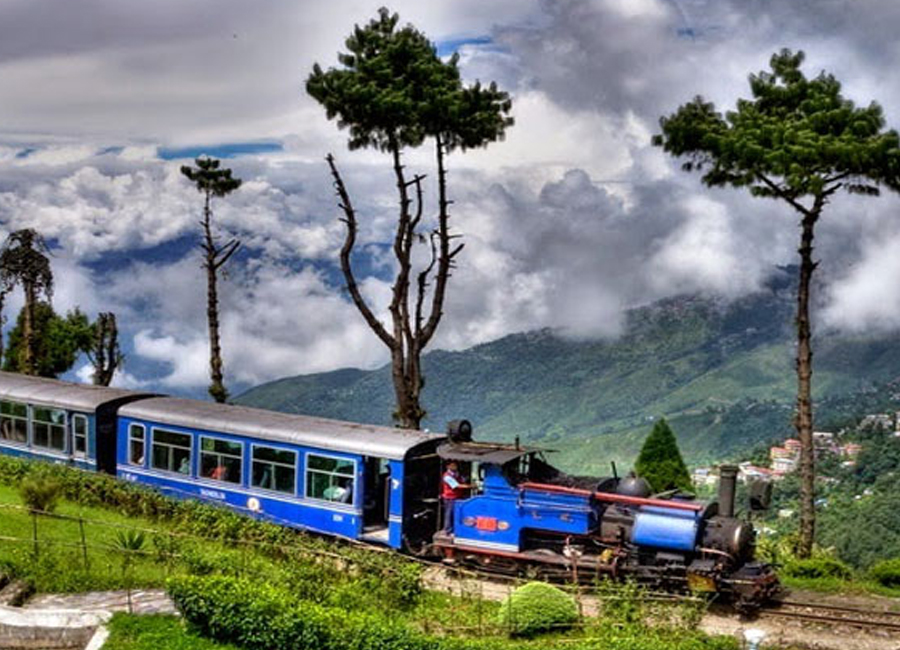 Tea Plantation